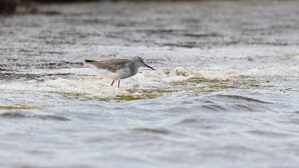 Common Redshank