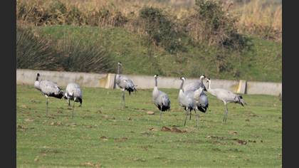 Common Crane