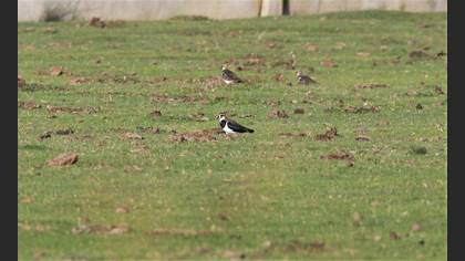 Northern Lapwing