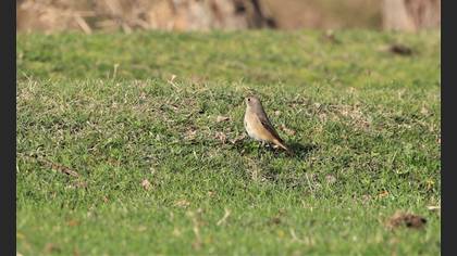 Common Redstart
