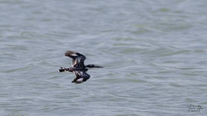 Pied Kingfisher