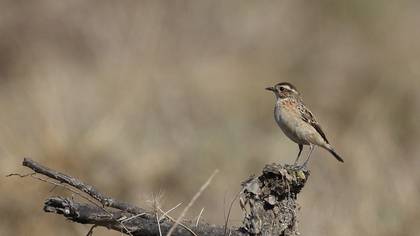 Whinchat