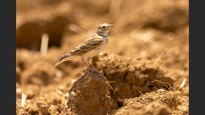 Calandra Lark