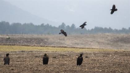 Northern Raven