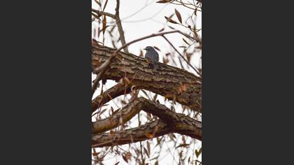 Eurasian Nuthatch
