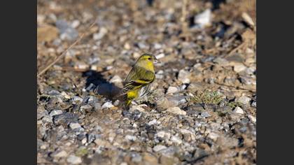 Eurasian Siskin