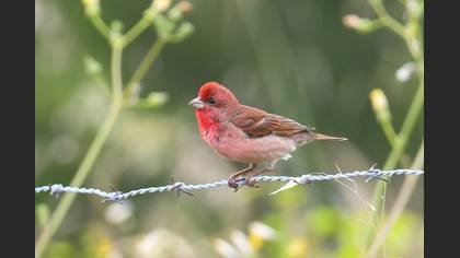 Common Rosefinch