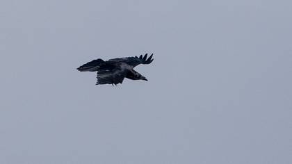 Northern Raven