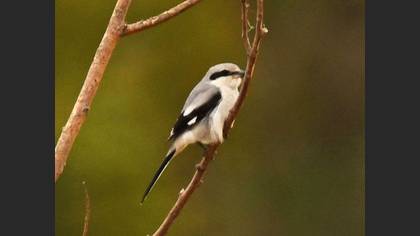 Great Grey Shrike