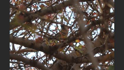 Eurasian Blackcap