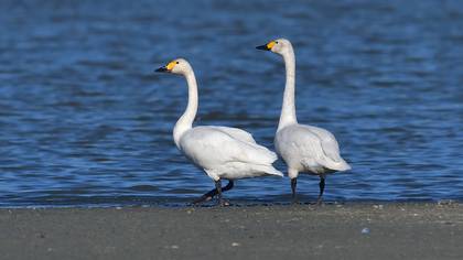 Tundra Swan