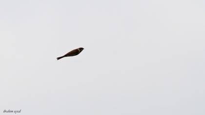 Common Reed Bunting