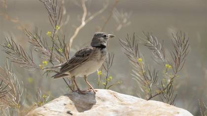 Bimaculated Lark