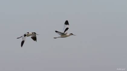 Pied Avocet