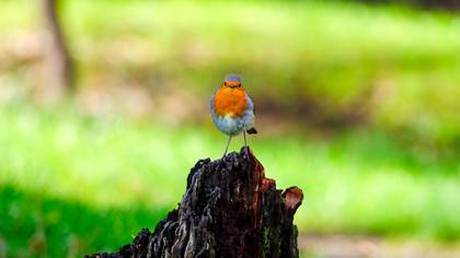European Robin