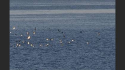 Yelkouan Shearwater