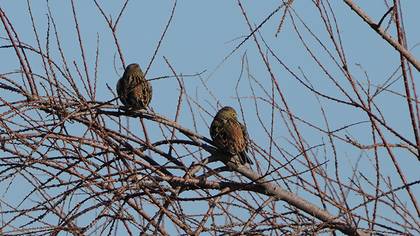 Yellowhammer