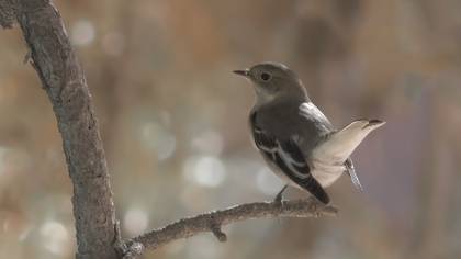 Semicollared Flycatcher