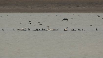 Eurasian Coot