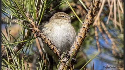 Common Chiffchaff