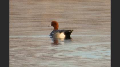 Eurasian Wigeon