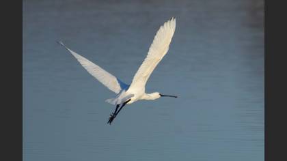 Eurasian Spoonbill