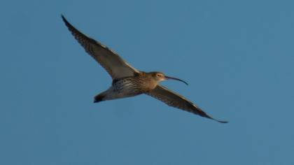 Eurasian Curlew