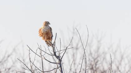 Long-legged Buzzard