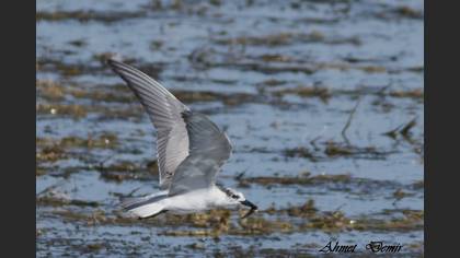 Whiskered Tern
