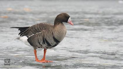 Greater White-fronted Goose