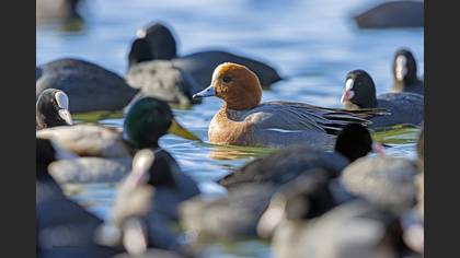 Eurasian Wigeon