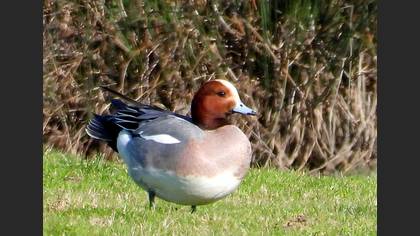 Eurasian Wigeon