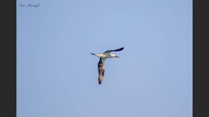 Northern Gannet