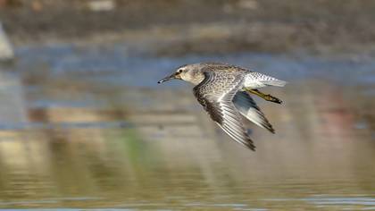 Red Knot