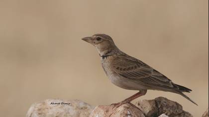 Calandra Lark