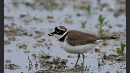 Little Ringed Plover