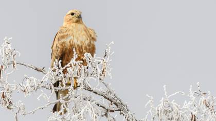Long-legged Buzzard