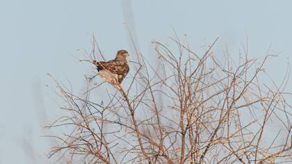 Common Buzzard