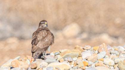 Common Buzzard