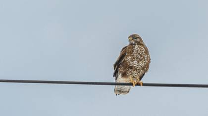 Common Buzzard