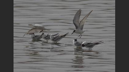 Sandwich Tern