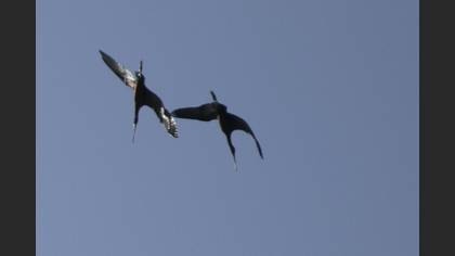 Glossy Ibis