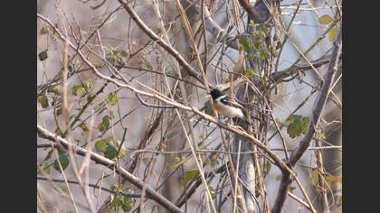 Siberian Stonechat