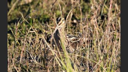 Common Snipe
