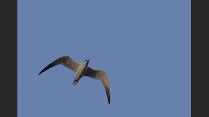 Caspian Tern