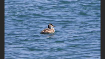 Great Crested Grebe
