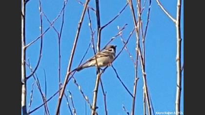 Eurasian Tree Sparrow