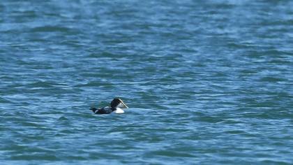 Common Eider
