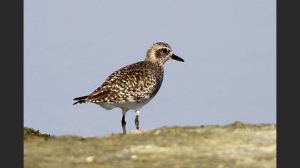 Grey Plover