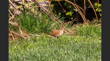 Common Nightingale